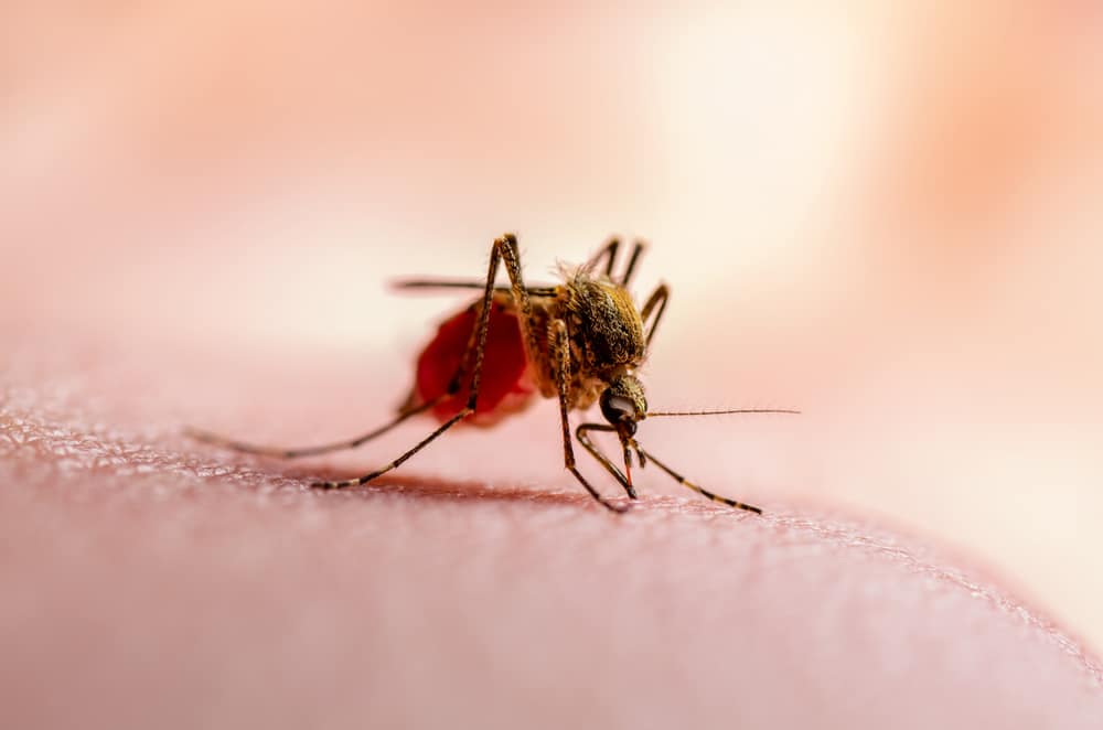 Infected Mosquito,โรคที่ควรระวังที่ต่างประเทศ 