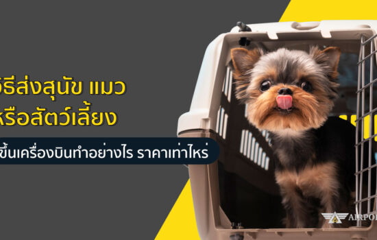 วิธีส่งสุนัข แมว หรือสัตว์เลี้ยงขึ้นเครื่องบินทำอย่างไร ราคาเท่าไหร่
