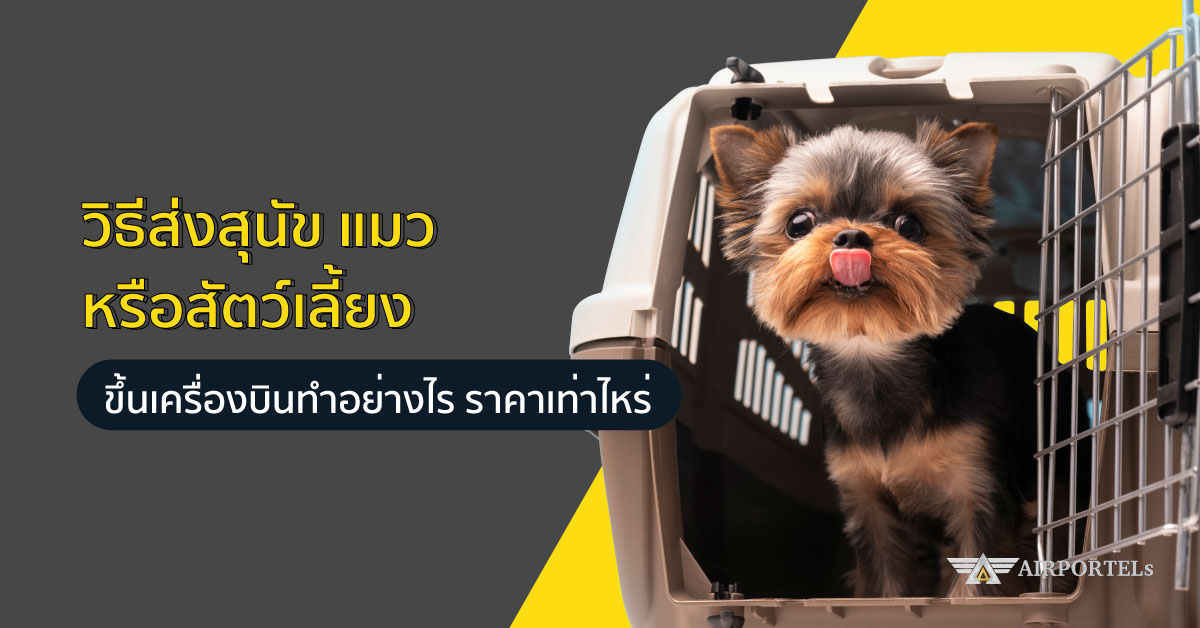 วิธีส่งสุนัข แมว หรือสัตว์เลี้ยงขึ้นเครื่องบินทำอย่างไร ราคาเท่าไหร่